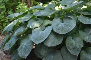 sieboldiana Elegans, Hosta